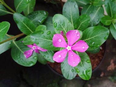 Çiçekli pembe menekşe veya karanthus gülü ya da tapak dara çiçeği sabah çiy damlacıkları