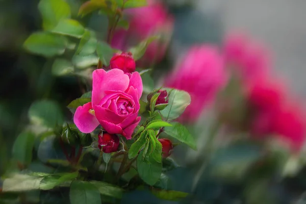 美丽的粉红玫瑰在模糊的背景下绽放 靠近点 — 图库照片
