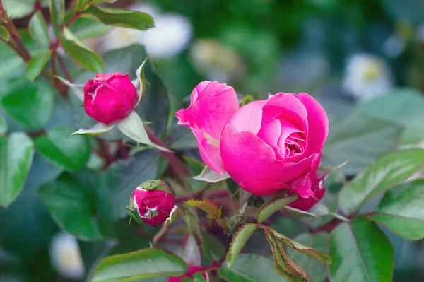 Rosa Flor Rosa Brotes Verano Cerca — Foto de Stock