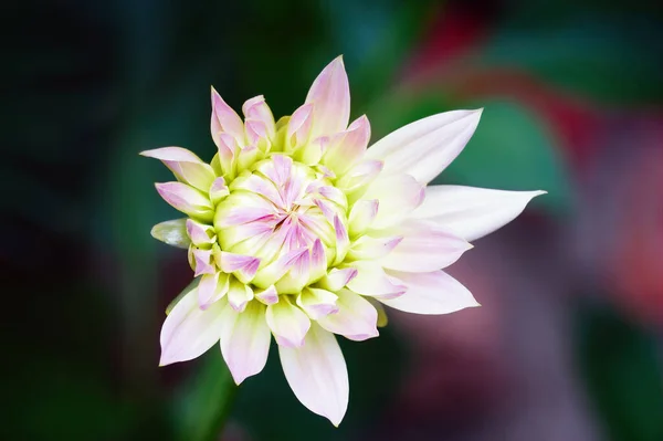 Belle Fleur Dahlia Lumineux Sur Fond Vert Foncé Vue Dessus — Photo