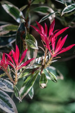 Japon Pieris bitkisi baharda çiçek açıyor. Yakın görünüm.