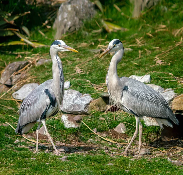 Two Grey Herons Park Close View — Stock Photo, Image