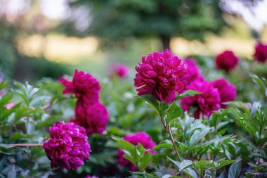 Yaz akşamları şakayık çiçekleri açar. Yakın görünüm.