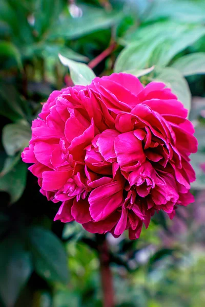 Flor Peônia Rosa Verão Vista Aproximada — Fotografia de Stock