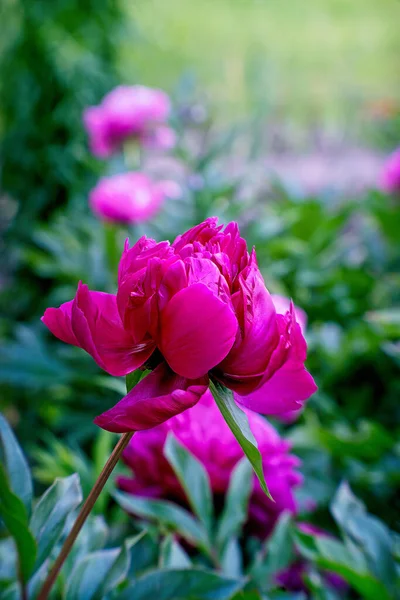 夏にピンク牡丹の花を咲かせます ビューを閉じる — ストック写真