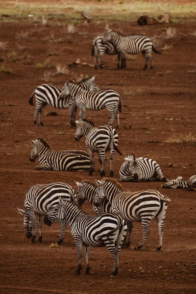 Tiere Freier Wildbahn Grevy Zebras Lewa Conservancy Nordkenia — Stockfoto