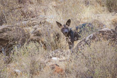 Vahşi Hayvanlar - Vahşi Köpek (Lycaon pictus) Samburu Ulusal Rezervi, Kuzey Kenya