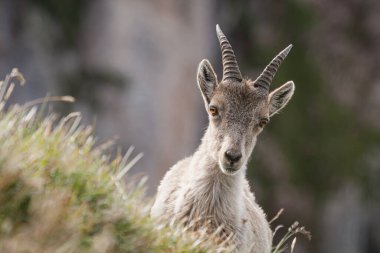 Ibex capra, Haute-Savoie, Fransa