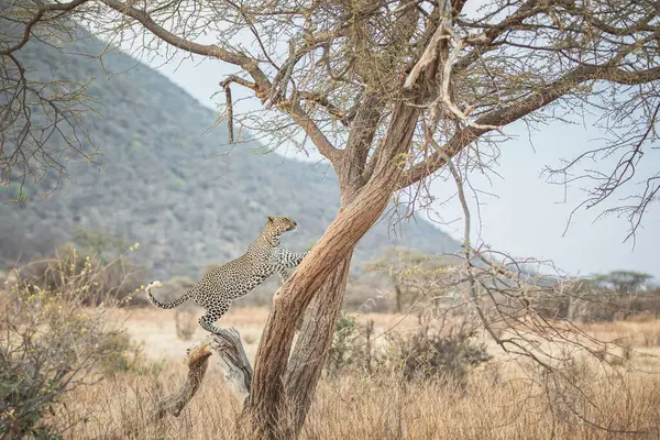 stock image Leopard on a tree at sunset - Samburu National Reserve, North Kenya