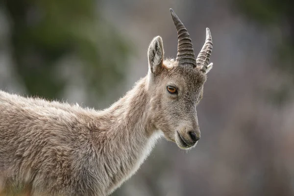 Ibex capra, Haute-Savoie, Fransa