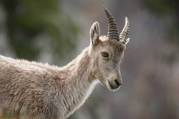 Ibex capra, Fete-Savoie, France