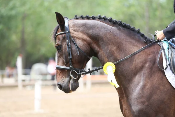 知られていない競合他社は 屋外の夏の方程式イベントでスポーツ馬に乗っています 受賞歴のあるリボンを着てジャンパー馬を表示します 馬術競技の背景 — ストック写真