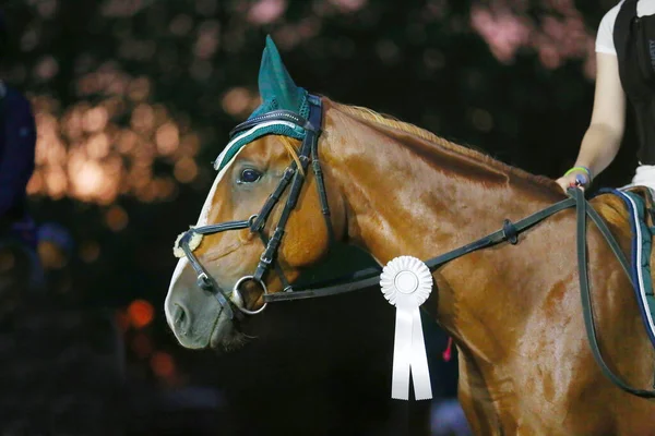 Pesaing Tak Dikenal Menunggangi Kuda Olahraga Pada Acara Ekuitasi Musim — Stok Foto