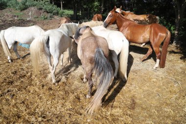Bir grup safkan evcil at yaz güneşli bir günde kırsal at çiftliğinde saman yiyorlar. Sıcak yaz güneşinde otlayan görkemli yaratıklar. Tarlada saman yiyen at sürüleri. Yiyecek..