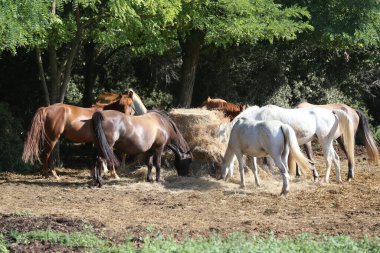 Bir grup safkan evcil at yaz güneşli bir günde kırsal at çiftliğinde saman yiyorlar. Sıcak yaz güneşinde otlayan görkemli yaratıklar. Tarlada saman yiyen at sürüleri. Yiyecek..