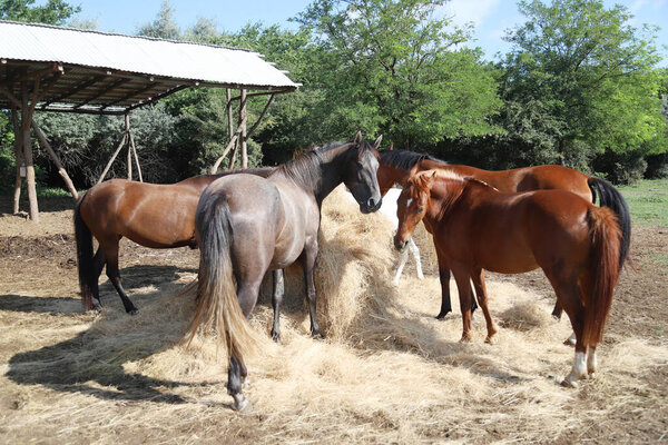 Group of purebred domestic horses eating hay on rural horse ranch outdoors on a summer sunny day. Majestic creatures pasturing in warm summer sunshine. Herd of horses eating straw in field. Food.