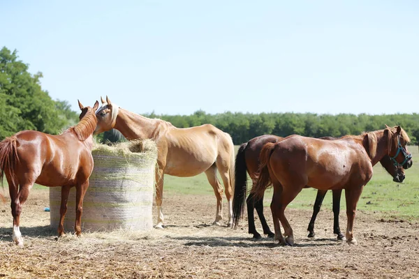 Grupo Cavalos Domésticos Raça Pura Comendo Feno Rancho Cavalos Rural — Fotografia de Stock