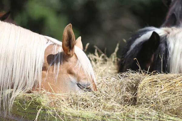 Grupo Cavalos Domésticos Raça Pura Comendo Feno Rancho Cavalos Rural — Fotografia de Stock