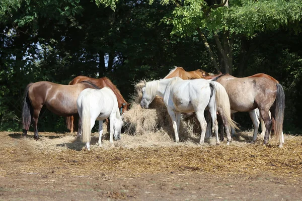 夏の晴れた日に屋外の農村部の馬牧場で干し草を食べる純血種の国内馬のグループ 暖かい夏の日差しの中で牧草地壮大な生き物 馬のフィールドでわらを食べるの群れ 食べ物 — ストック写真