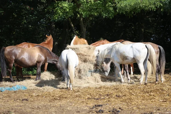 stock image Group of purebred domestic horses eating hay on rural horse ranch outdoors on a summer sunny day. Majestic creatures pasturing in warm summer sunshine. Herd of horses eating straw in field. Food.