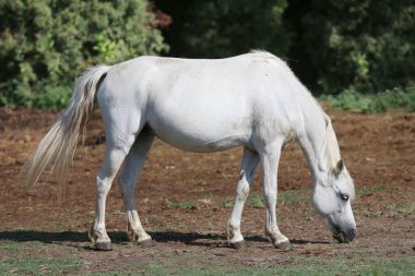 Bir at güneşli bir yaz gününde at çiftliğinde yemek yer. At kafası yaz mevsiminde açık havada.
