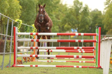 Güzel, genç safkan at bariyerin üzerinden atladı. Kırsal hayvan çiftliğinde serbest atlama yarışması. 