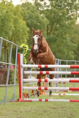 Güzel, genç safkan at bariyerin üzerinden atladı. Kırsal hayvan çiftliğinde serbest atlama yarışması. 