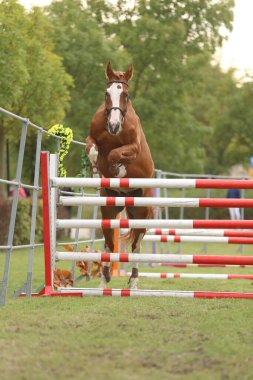 Güzel, genç safkan at bariyerin üzerinden atladı. Kırsal hayvan çiftliğinde serbest atlama yarışması. 