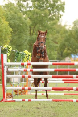 Güzel, genç safkan at bariyerin üzerinden atladı. Kırsal hayvan çiftliğinde serbest atlama yarışması. 