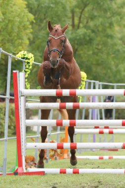 Güzel, genç safkan at bariyerin üzerinden atladı. Kırsal hayvan çiftliğinde serbest atlama yarışması. 