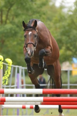 Güzel, genç safkan at bariyerin üzerinden atladı. Kırsal hayvan çiftliğinde serbest atlama yarışması. 