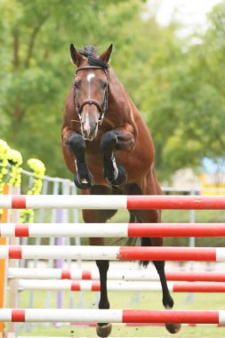 Güzel, genç safkan at bariyerin üzerinden atladı. Kırsal hayvan çiftliğinde serbest atlama yarışması. 