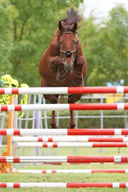 Güzel, genç safkan at bariyerin üzerinden atladı. Kırsal hayvan çiftliğinde serbest atlama yarışması. 