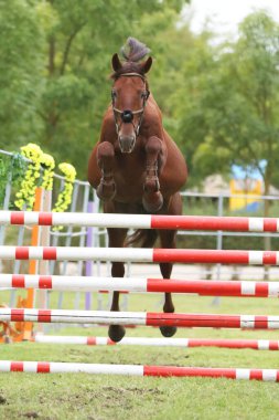 Güzel, genç safkan at bariyerin üzerinden atladı. Kırsal hayvan çiftliğinde serbest atlama yarışması. 