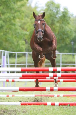 Güzel, genç safkan at bariyerin üzerinden atladı. Kırsal hayvan çiftliğinde serbest atlama yarışması. 