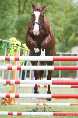 Güzel, genç safkan at bariyerin üzerinden atladı. Kırsal hayvan çiftliğinde serbest atlama yarışması. 
