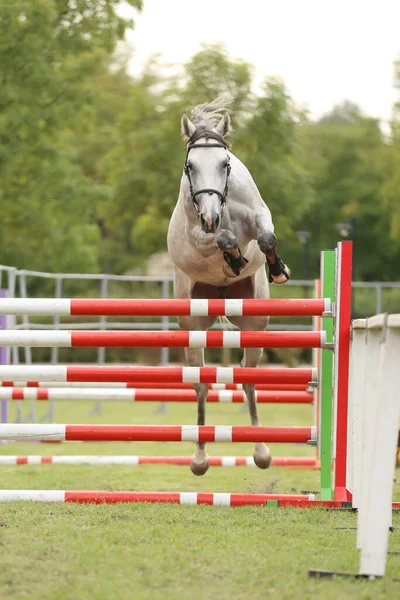 Schöne Junge Reinrassige Pferde Springen Über Barrieren Freien Freispringen Auf — Stockfoto