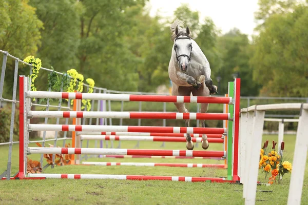 Красивая Молодая Чистокровная Лошадь Перепрыгивает Через Барриеруотер Бесплатные Соревнования Прыжкам — стоковое фото