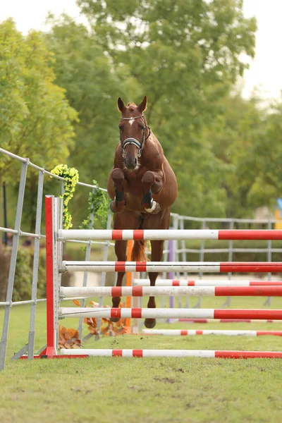 Όμορφη Νεαρή Καθαρόαιμο Άλογο Άλμα Πάνω Barrier Εξωτερικούς Χώρους Διαγωνισμός — Φωτογραφία Αρχείου