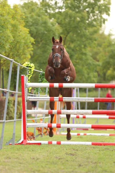 Beautiful young purebred horse jump over barrieroutdoors. Free jumping competition at rural animal farm.