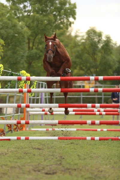 美丽的纯种马在户外跳过障碍物 农村动物饲养场自由跳比赛 — 图库照片