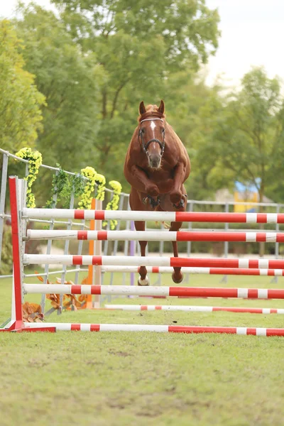 Όμορφη Νεαρή Καθαρόαιμο Άλογο Άλμα Πάνω Barrier Εξωτερικούς Χώρους Διαγωνισμός — Φωτογραφία Αρχείου