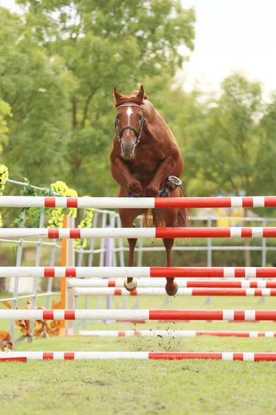 Schöne Junge Reinrassige Pferde Springen Über Barrieren Freien Freispringen Auf — Stockfoto