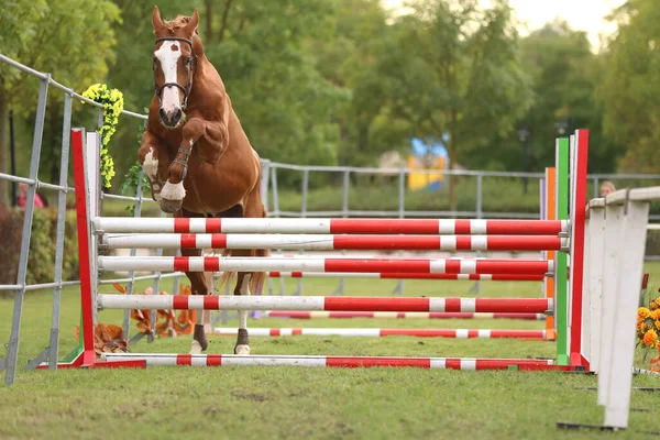 Piękny Młody Koń Czystej Krwi Przeskakuje Przez Barierę Świeżym Powietrzu — Zdjęcie stockowe