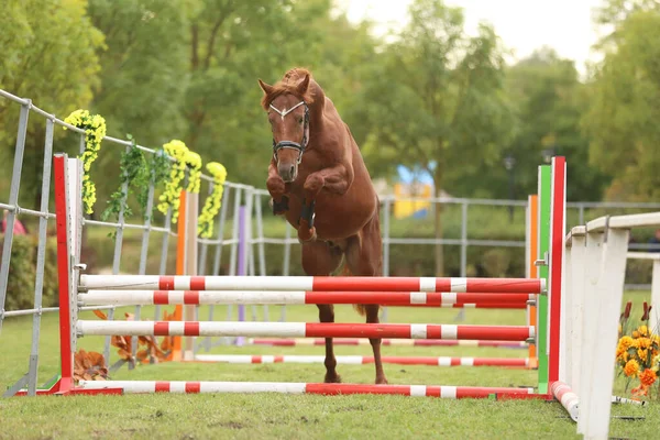 Bonito Cavalo Raça Pura Jovem Saltar Sobre Barrieroutdoor Competição Salto — Fotografia de Stock