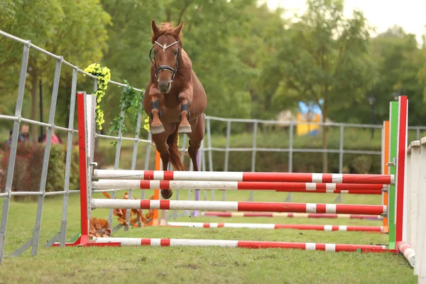 Beautiful Young Purebred Horse Jump Barrieroutdoors Free Jumping Competition Rural — Stock Photo, Image