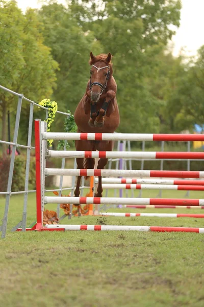 Beautiful Young Purebred Horse Jump Barrieroutdoors Free Jumping Competition Rural — Stock Photo, Image