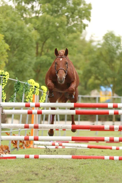 Bellissimo Cavallo Razza Pura Saltare Oltre Barrieraall Aperto Competizione Salto — Foto Stock