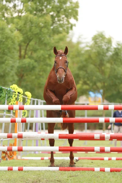 美しい若い純血種の馬は屋外の障壁を飛び越える 田舎の動物園での無料ジャンプ競技 — ストック写真