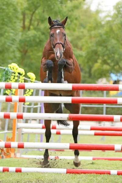 美しい若い純血種の馬は屋外の障壁を飛び越える 田舎の動物園での無料ジャンプ競技 — ストック写真
